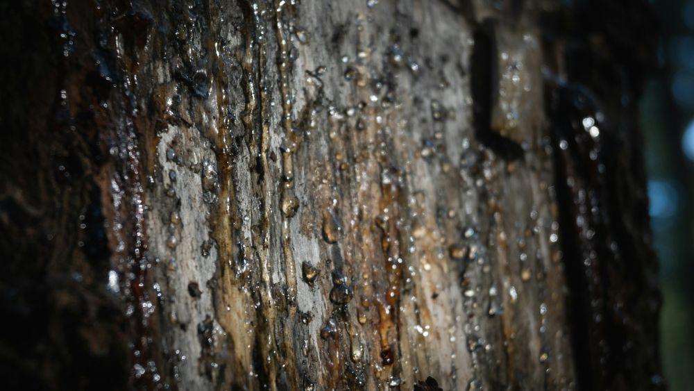 ilustrasi getah pohon methuselah (unsplash.com/Nik Demidko)