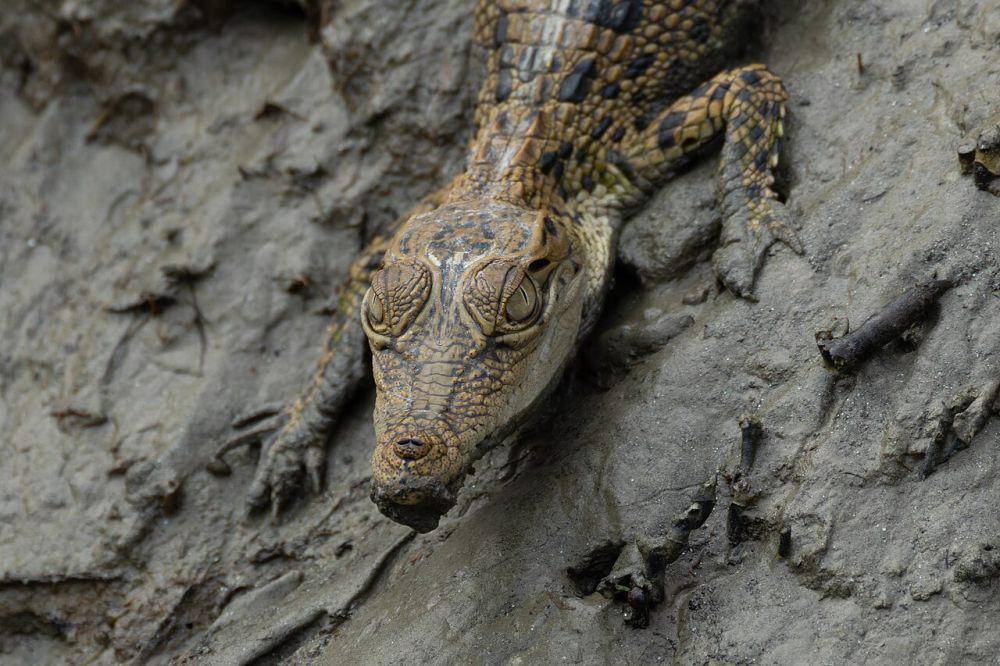 Buaya muara (commons.wikimedia.org/Tisha Mukherjee)
