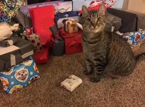 foto lucu kucing dan kado Natal (reddit.com/the_pizzacat)