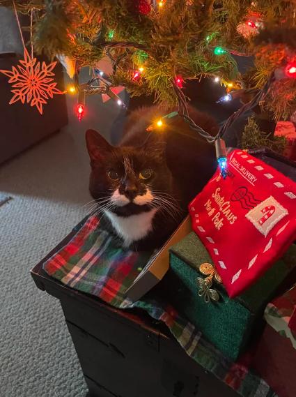 foto lucu kucing dan kado Natal (reddit.com/the_pizzacat)