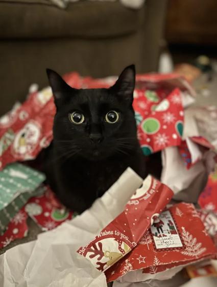 foto lucu kucing dan kado Natal (reddit.com/Koopa346)