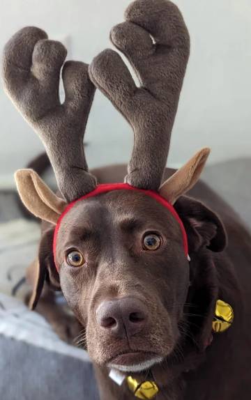 foto lucu anjing pakai hiasan tanduk rusa (reddit.com/CrunchyKittyLitter)