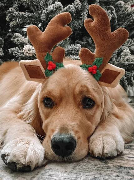 foto lucu anjing pakai hiasan tanduk rusa (reddit.com/ghost77911)