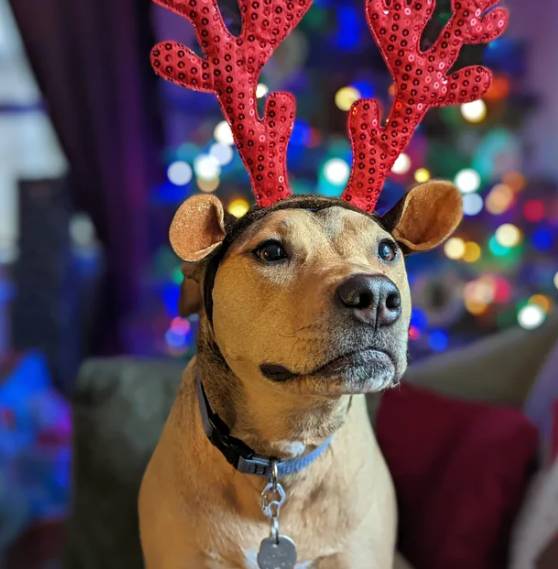 foto lucu anjing pakai hiasan tanduk rusa (reddit.com/Admiral_Nerd)