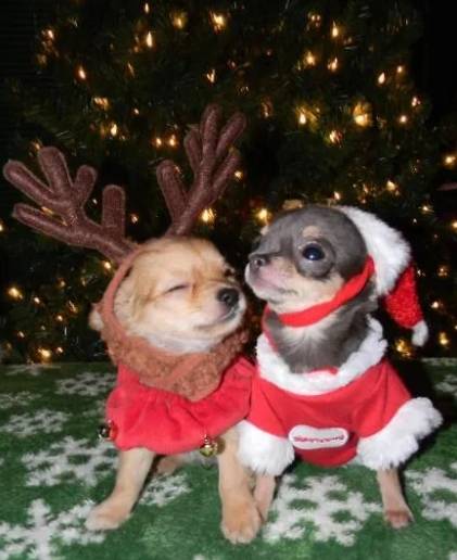foto lucu anjing Chihuahua rayain Natal (reddit.com/jeykonns)