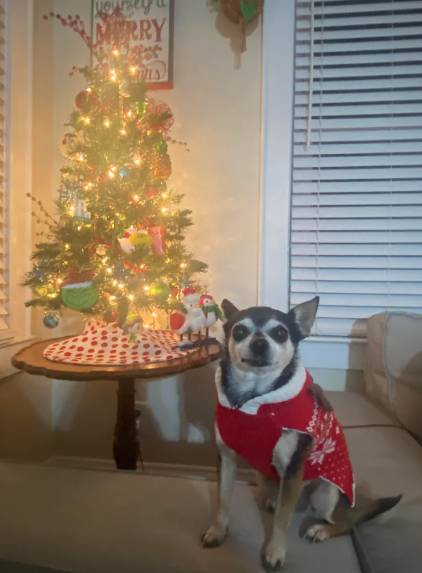 foto lucu anjing Chihuahua rayain Natal (reddit.com/ReaganLikeDaPrez)