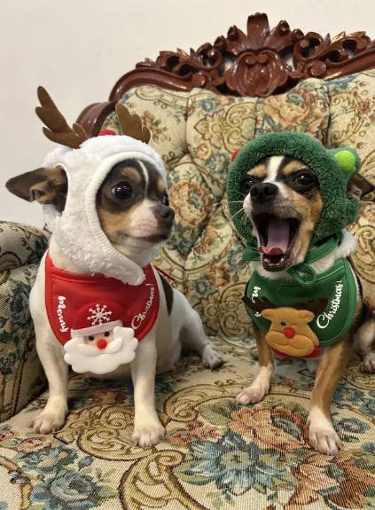 foto lucu anjing Chihuahua rayain Natal (reddit.com/No_Bumblebee_5955)