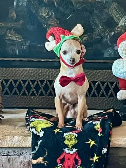 foto lucu anjing Chihuahua rayain Natal (reddit.com/kneedragger3013)