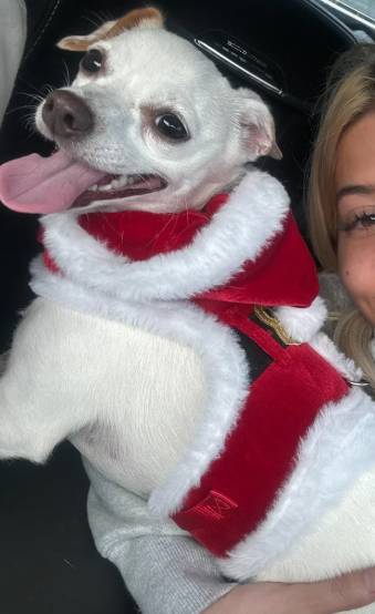 foto lucu anjing Chihuahua rayain Natal (reddit.com/justpaypay)