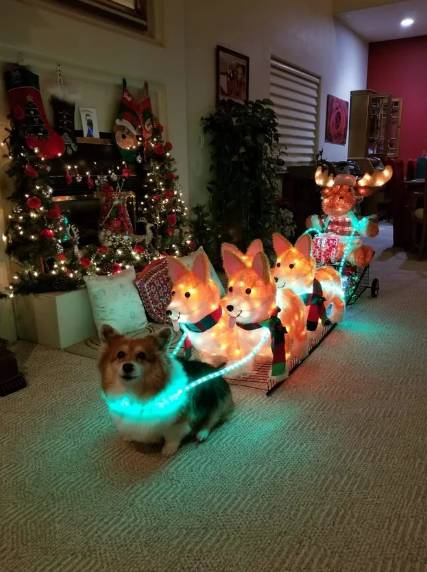 foto lucu anjing jadi penarik kereta Santa (reddit.com/Sapulinjing)