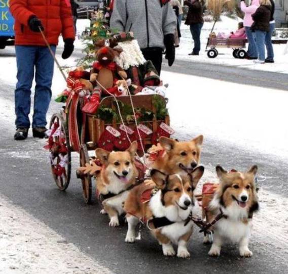 foto lucu anjing jadi penarik kereta Santa (reddit.com/TheFrozenLegend)