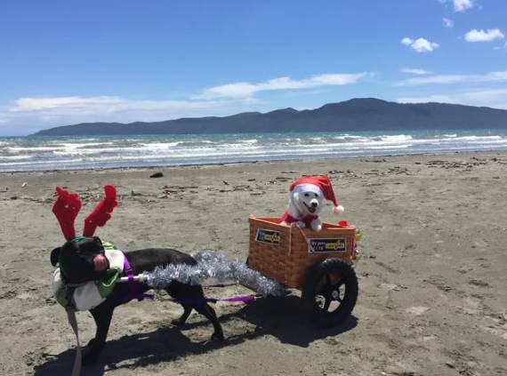 foto lucu anjing jadi penarik kereta Santa (reddit.com/grammar_llama)