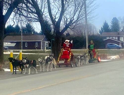 foto lucu anjing jadi penarik kereta Santa (reddit.com/nomorepumpkins)