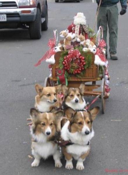 foto lucu anjing jadi penarik kereta Santa (facebook.com/Mochi the Corgi)