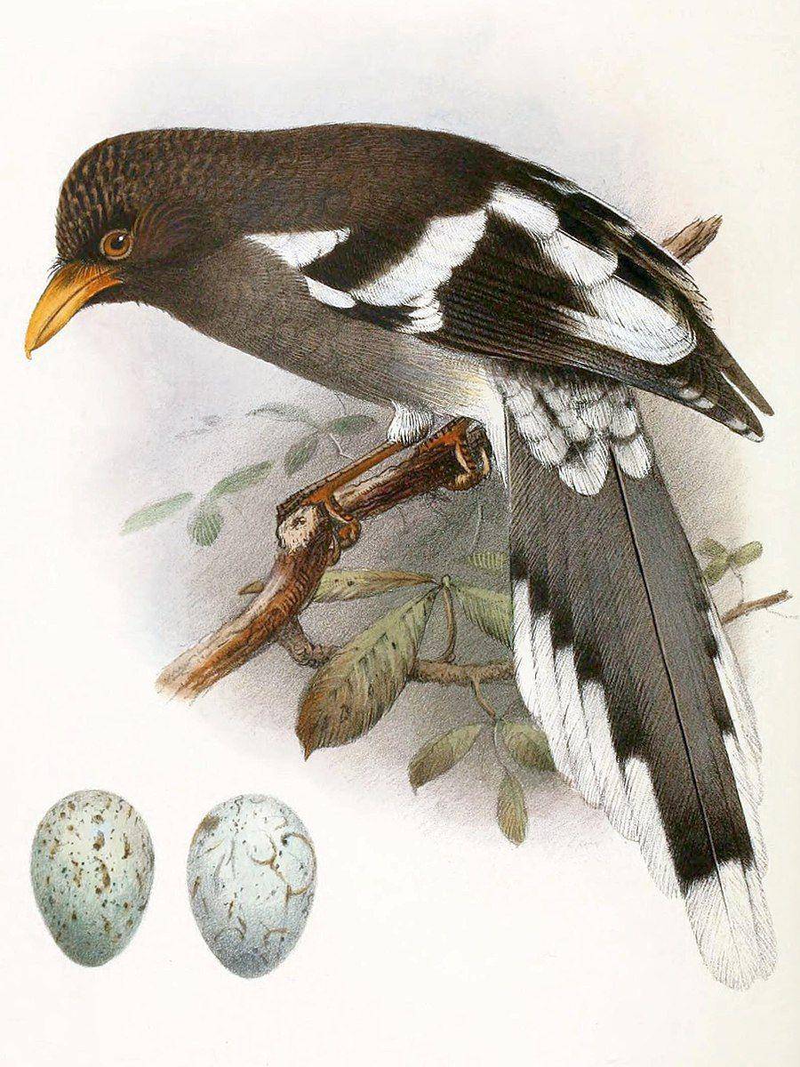 ilustrasi Urocissa whiteheadi (commons.wikimedia.org/Henrik Grønvold)