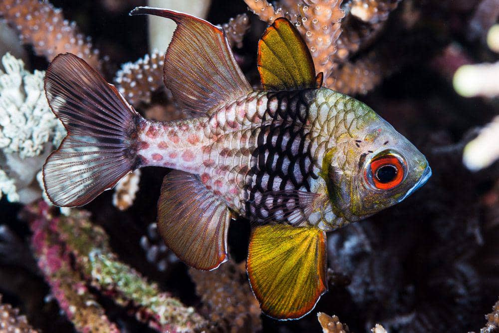 5 Fakta Unik Ikan Capungan Piyama, Jantan Mengerami Telur di Mulutnya!