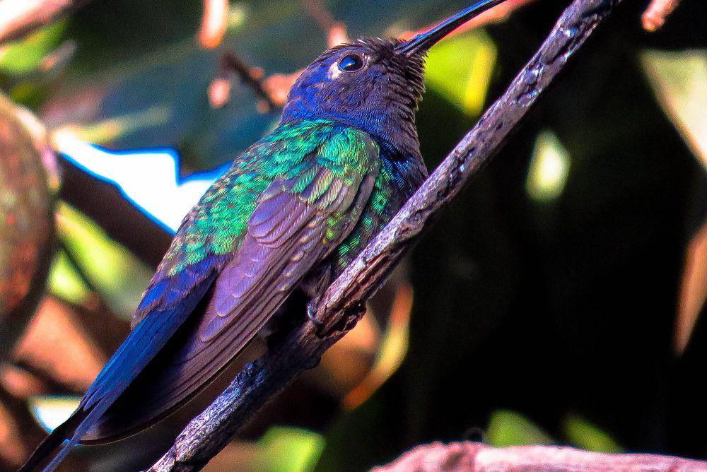 Swallow-tailed hummingbird (commons.m.wikimedia.org/GustavoRFantin)