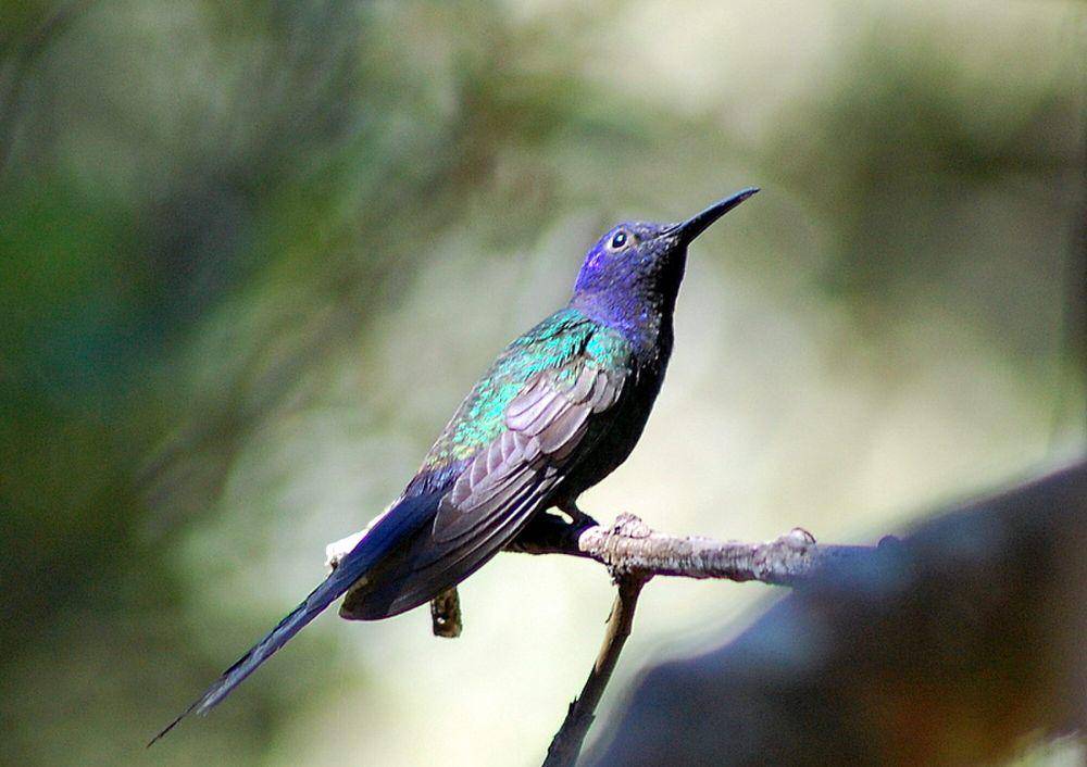 Swallow-tailed hummingbird (commons.m.wikimedia.org/Dario Sanches)