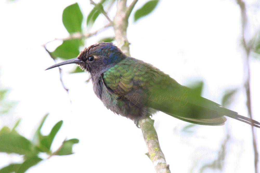 Swallow-tailed hummingbird (commons.m.wikimedia.org/Everton Yamamoto)