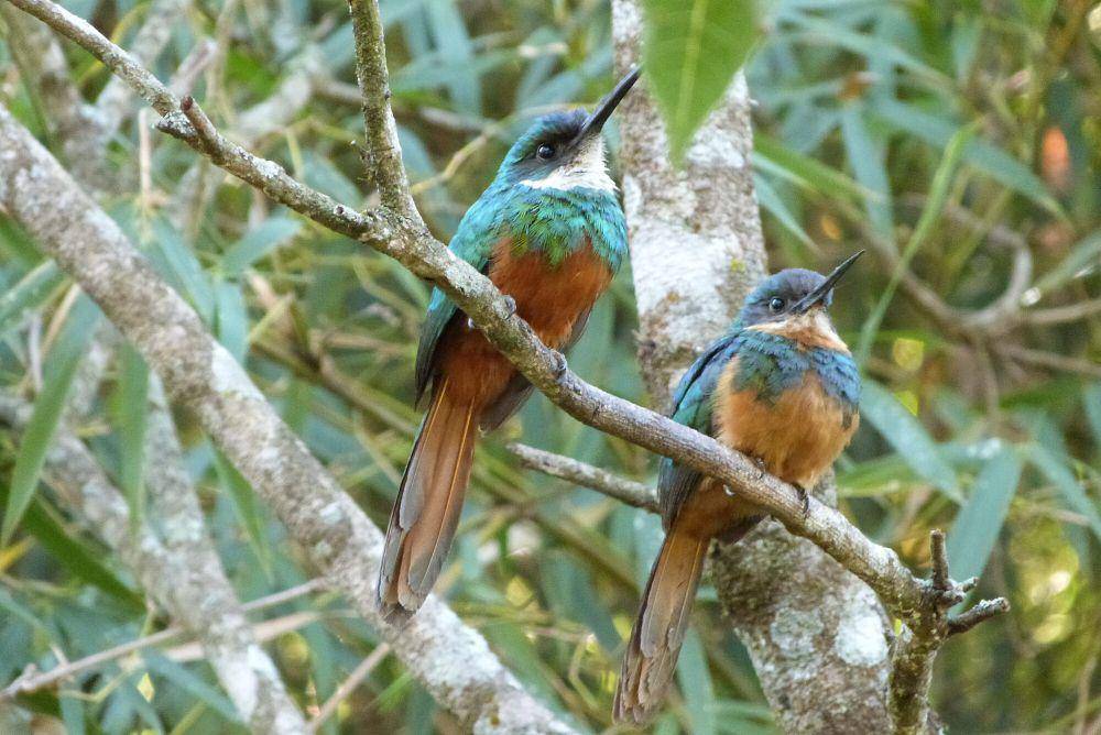 Rufous-tailed jacamar (commons.m.wikimedia.org/EvaldoResende)