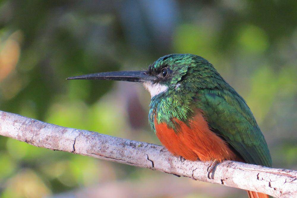 Rufous-tailed jacamar (commons.m.wikimedia.org/DiogoKanoute)