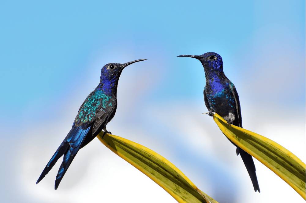 Swallow-tailed hummingbird (commons.m.wikimedia.org/MacWarcraft