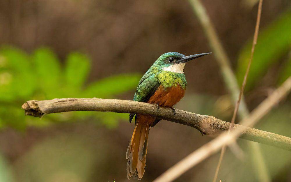 Rufous-tailed jacamar (commons.m.wikimedia.org/Kandukuru Nagarjun)