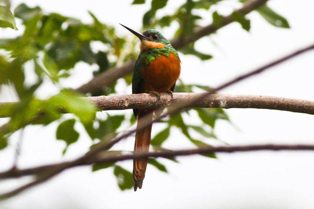 Rufous-tailed jacamar (commons.m.wikimedia.org/Ron Knight)