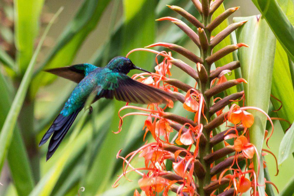 Swallow-tailed hummingbird (commons.m.wikimedia.org/Ulrich Peters)