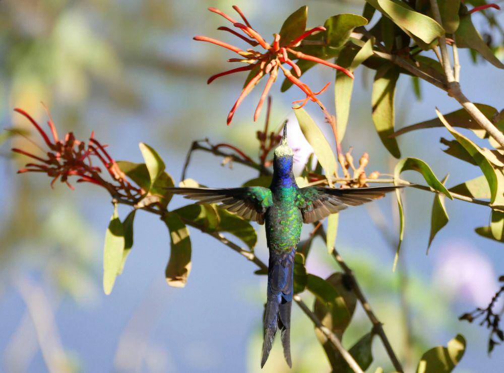 Swallow-tailed hummingbird (commons.m.wikimedia.org/Bernard Dupont)