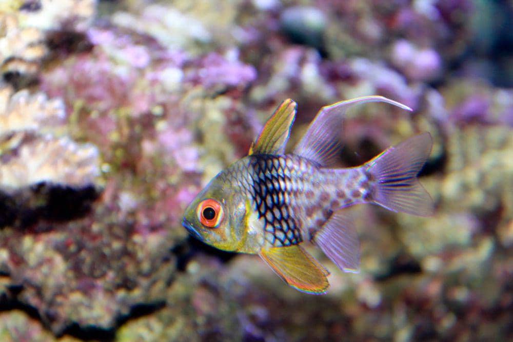 Ikan capungan piyama (flickr.com/Brian Gratwicke)