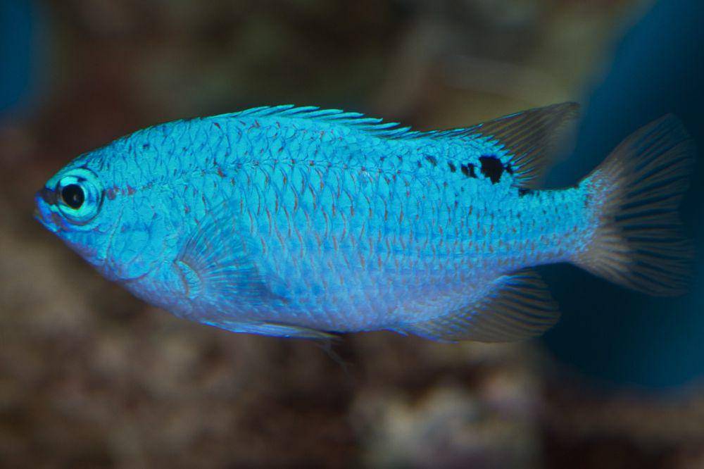 Ikan blue damsel (flickr.com/Brian Gratwicke)