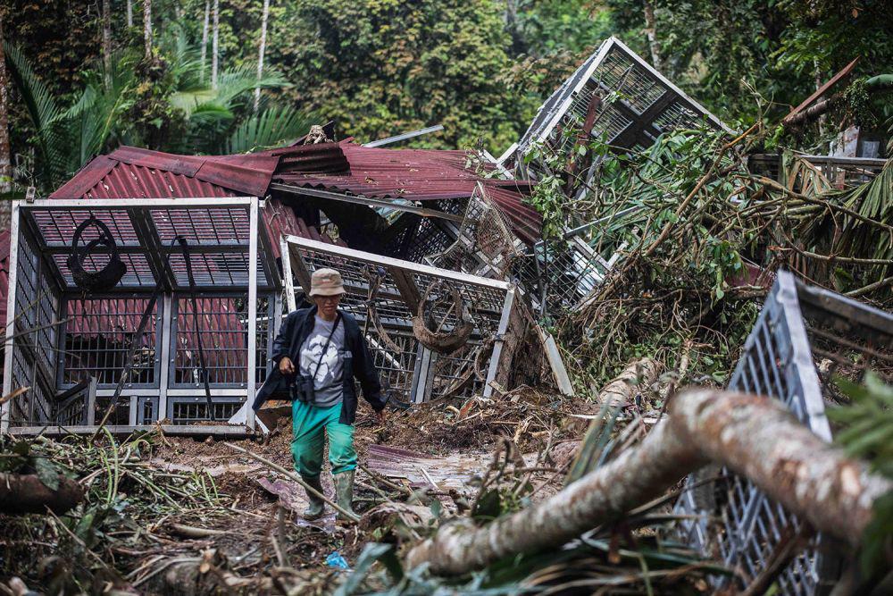 Longsor Deli Serdang Merusak Lokasi Rehabilitasi Orangutan