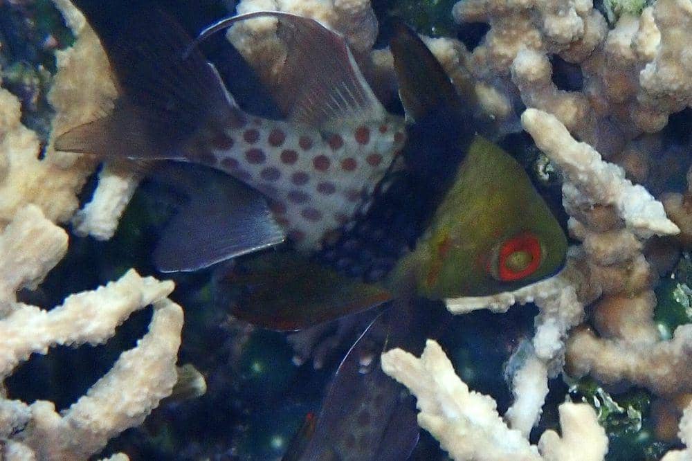 Ikan capungan piyama (inaturalist.org/Jean-Paul Boerekamps)