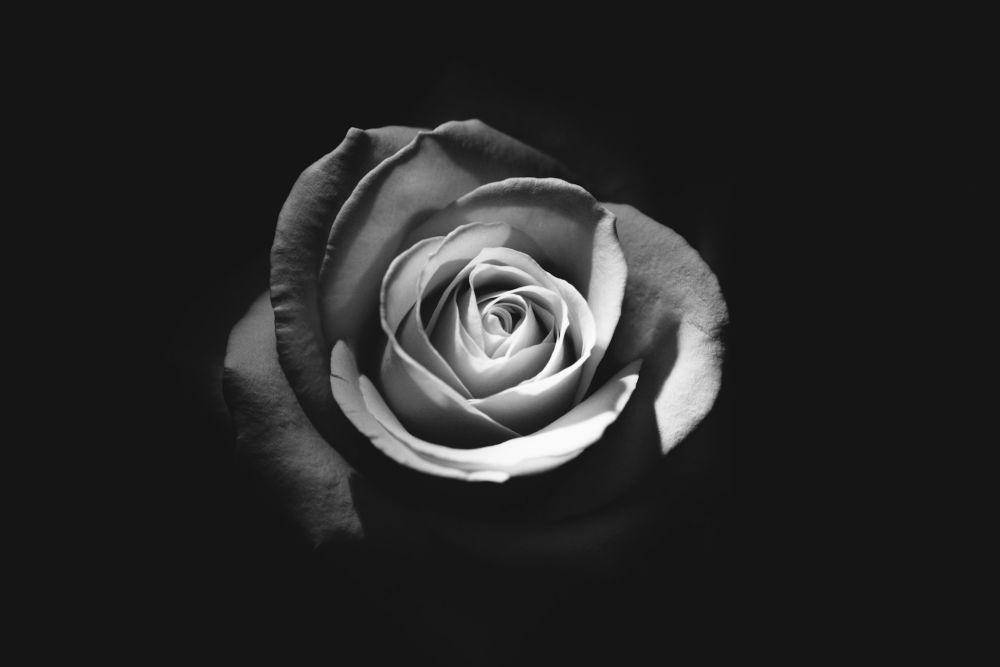 ilustrasi bunga dan kehidupan (unsplash.com/Rodion Kutsaiev)