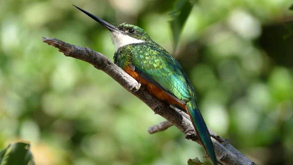 Rufous-tailed jacamar (commons.m.wikimedia.org/Bernard Dupont)