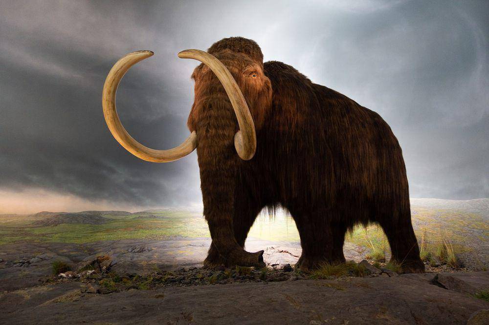 Restorasi mamut berbulu (commons.wikimedia.org/Thomas Quine)