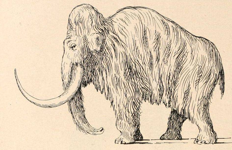 ilustrasi mamut berbulu (commons.wikimedia.org/Othenio Abel)