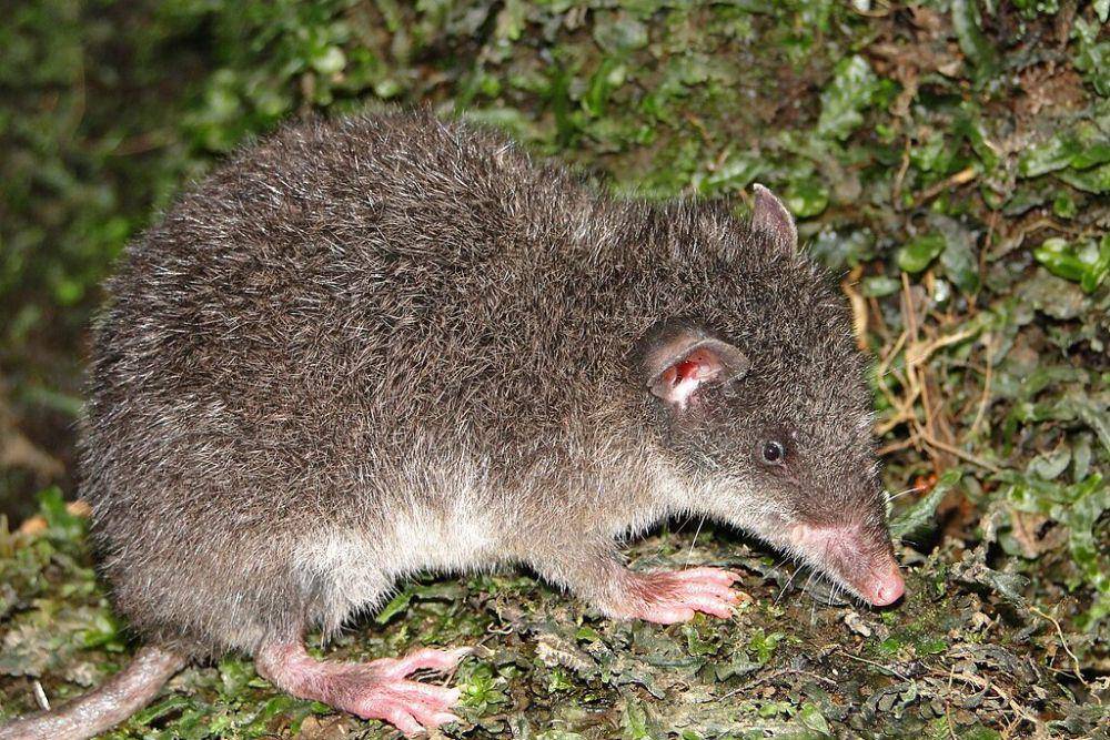 Opossum celurut (commons.wikimedia.org/Jbritomolina)