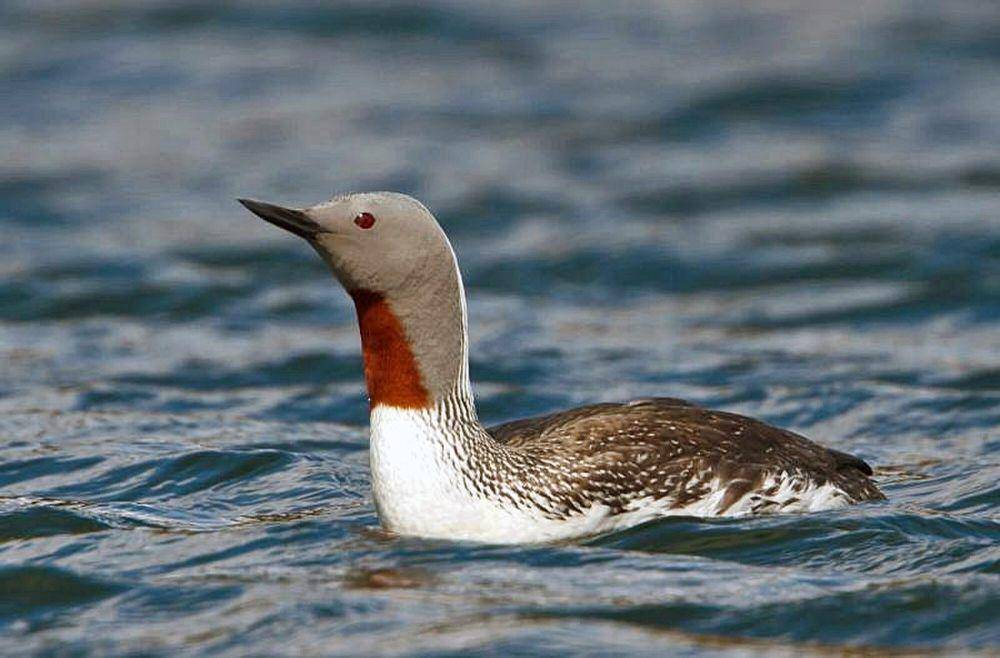 Red-throated loon (commons.m.wikimedia.org/Omar Runolfsson)