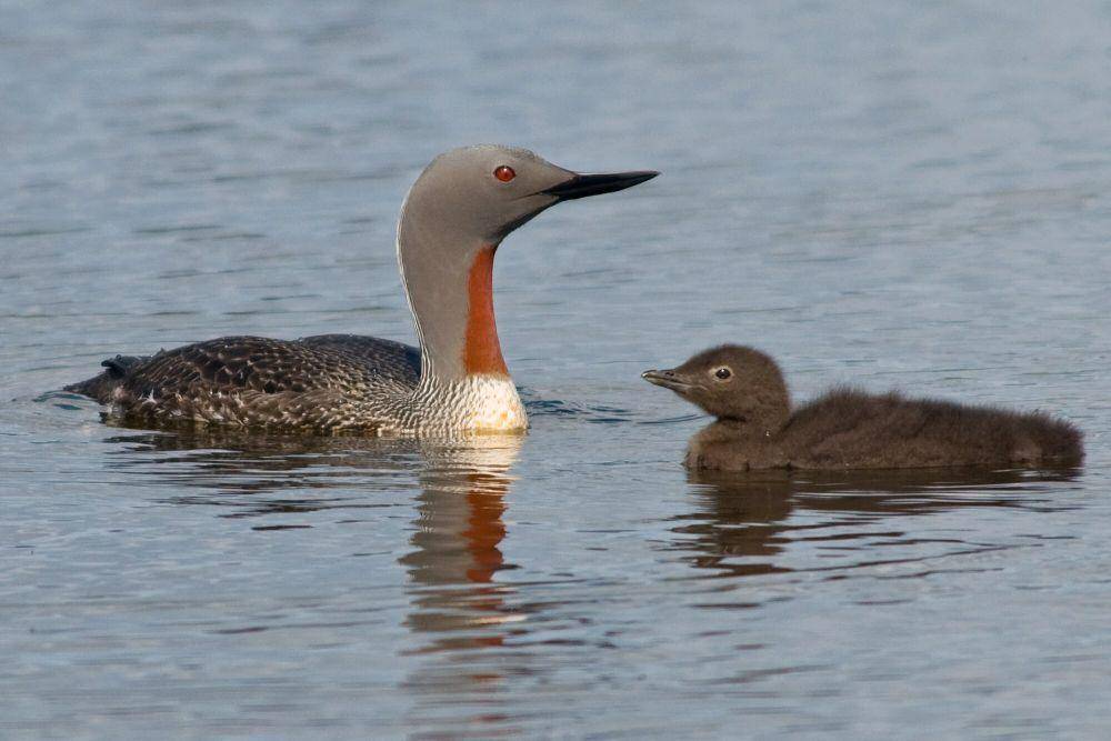 Red-throated loon (commons.m.wikimedia.org/David Karna)