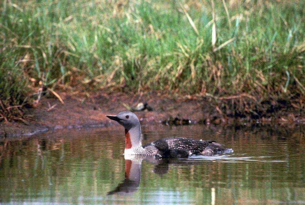 Red-throated loon (commons.m.wikimedia.org/U.S. Fish and Wildlife Service)
