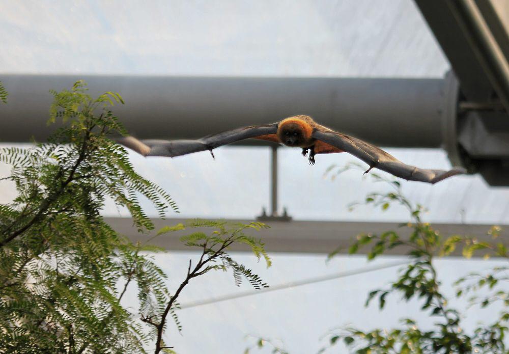 5 Fakta Unik Rodrigues Flying Fox, Pemakan Buah yang Perannya Penting
