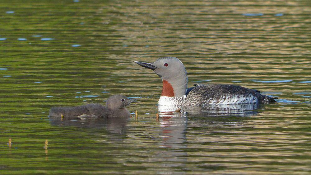 Red-throated loon (commons.m.wikimedia.org/Ryan Hodnett)