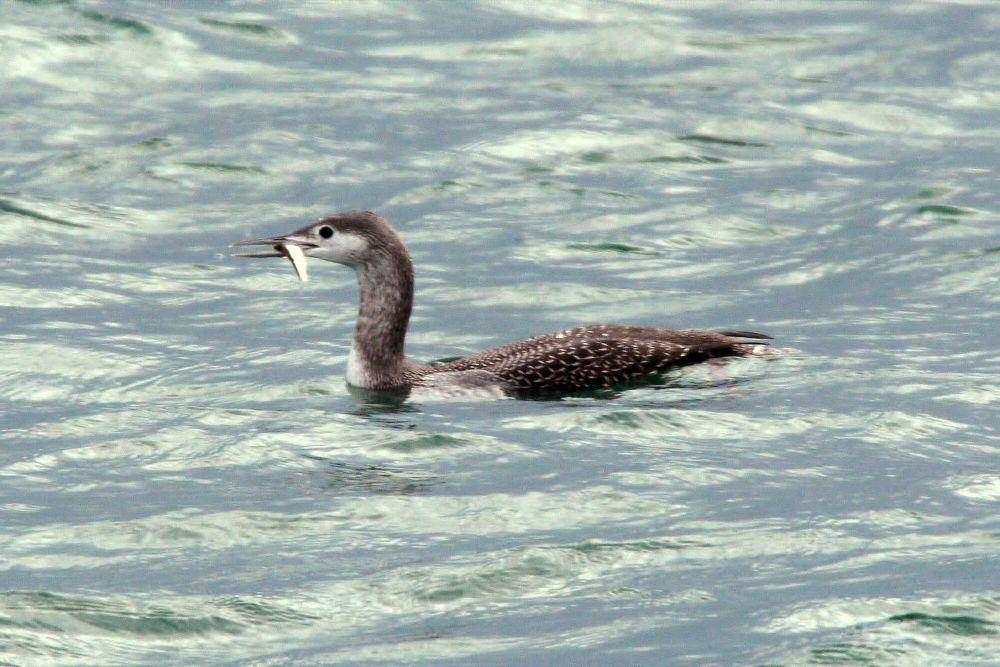 Red-throated loon (commons.m.wikimedia.org/Dominic Sherony)