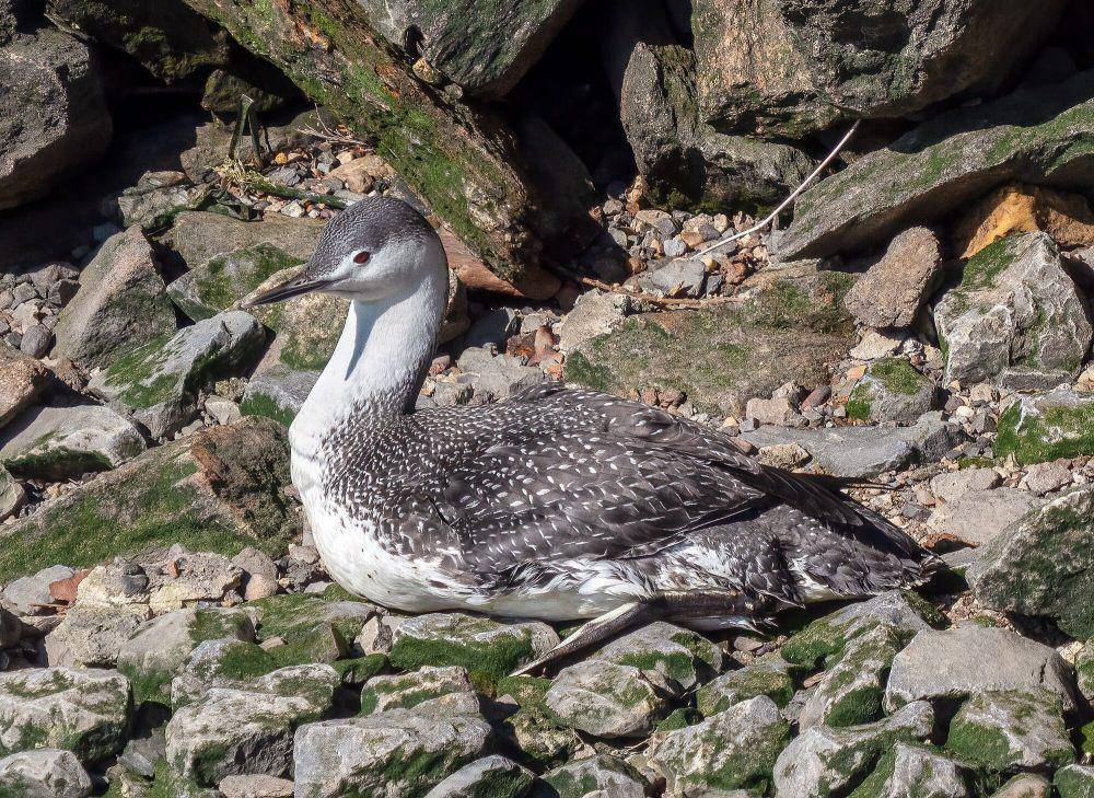 Red-throated loon (commons.m.wikimedia.org/Rhododendrites)