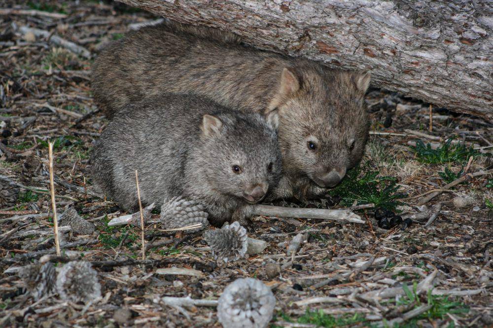 Wombat (flickr.com/Steven Penton)