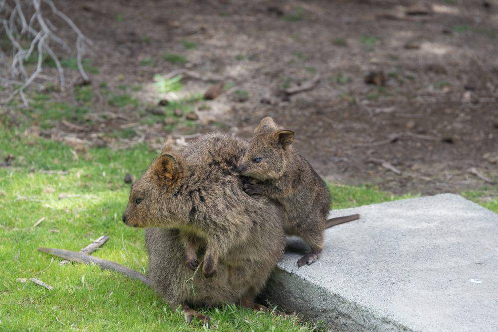 Quokka (flickr.com/ruerto42)