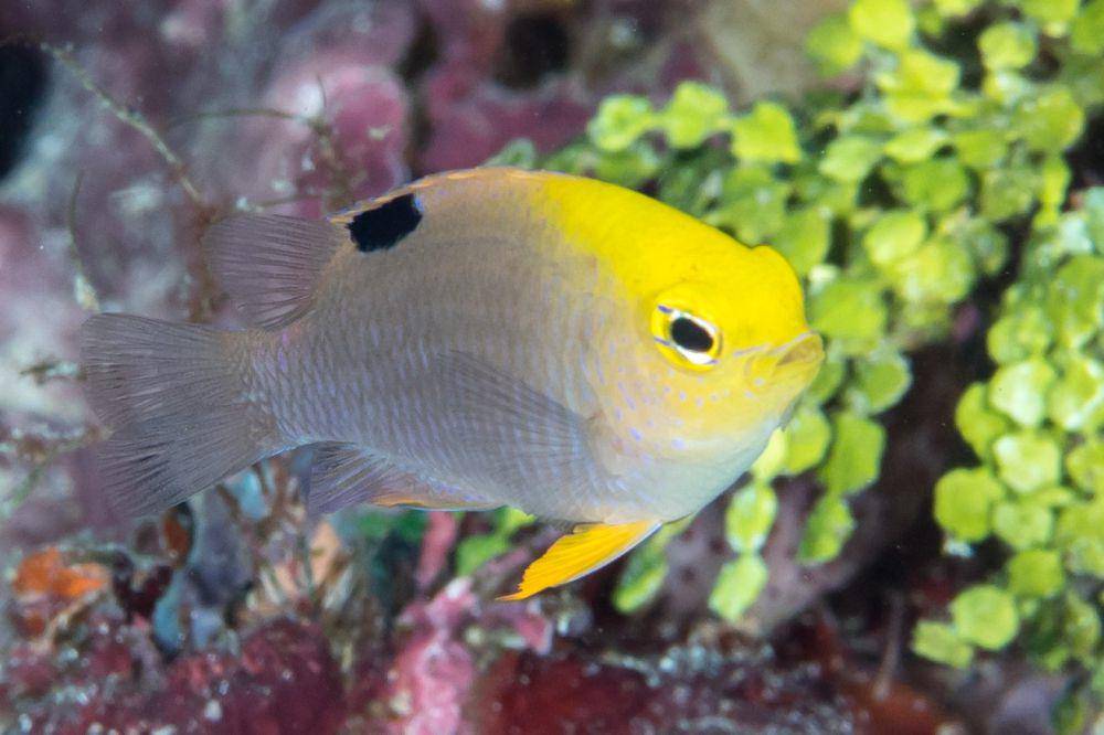 Ikan Talbot's damsel (flickr.com/Rickard Zerpe)