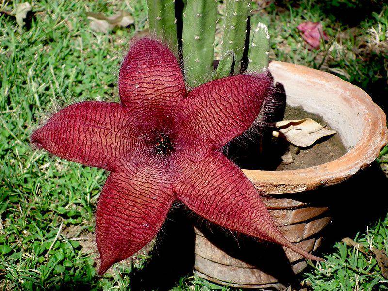 ilustrasi carrion plant (flickr.com/Muhammad Shafiq Chandaiser)